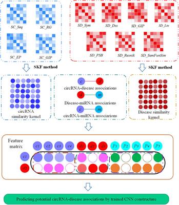 Prioritizing CircRNA–Disease Associations With Convolutional Neural Network Based on Multiple Similarity Feature Fusion